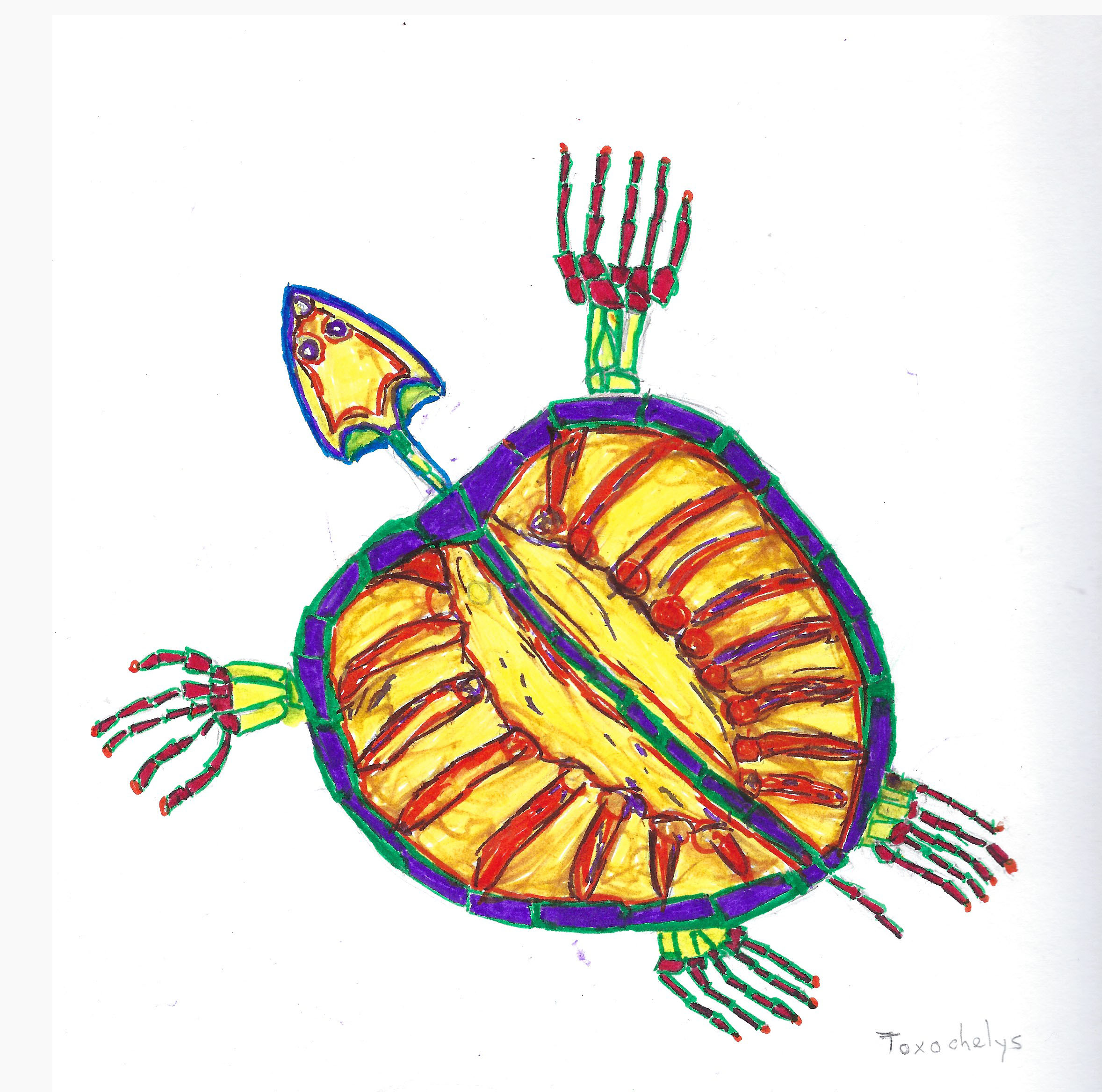 Toxocheyls Turtle Drawing by Art Milagro